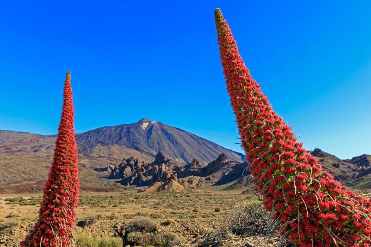 Jardines Del Teide Apartment Puerto de la Cruz  Bagian luar foto